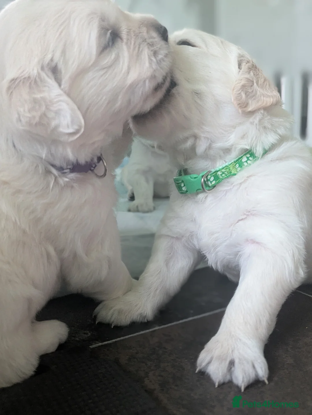 Golden Retriever dogs for sale: 🐾6  Golden Retriever Puppies! 🐾 - Advert 11