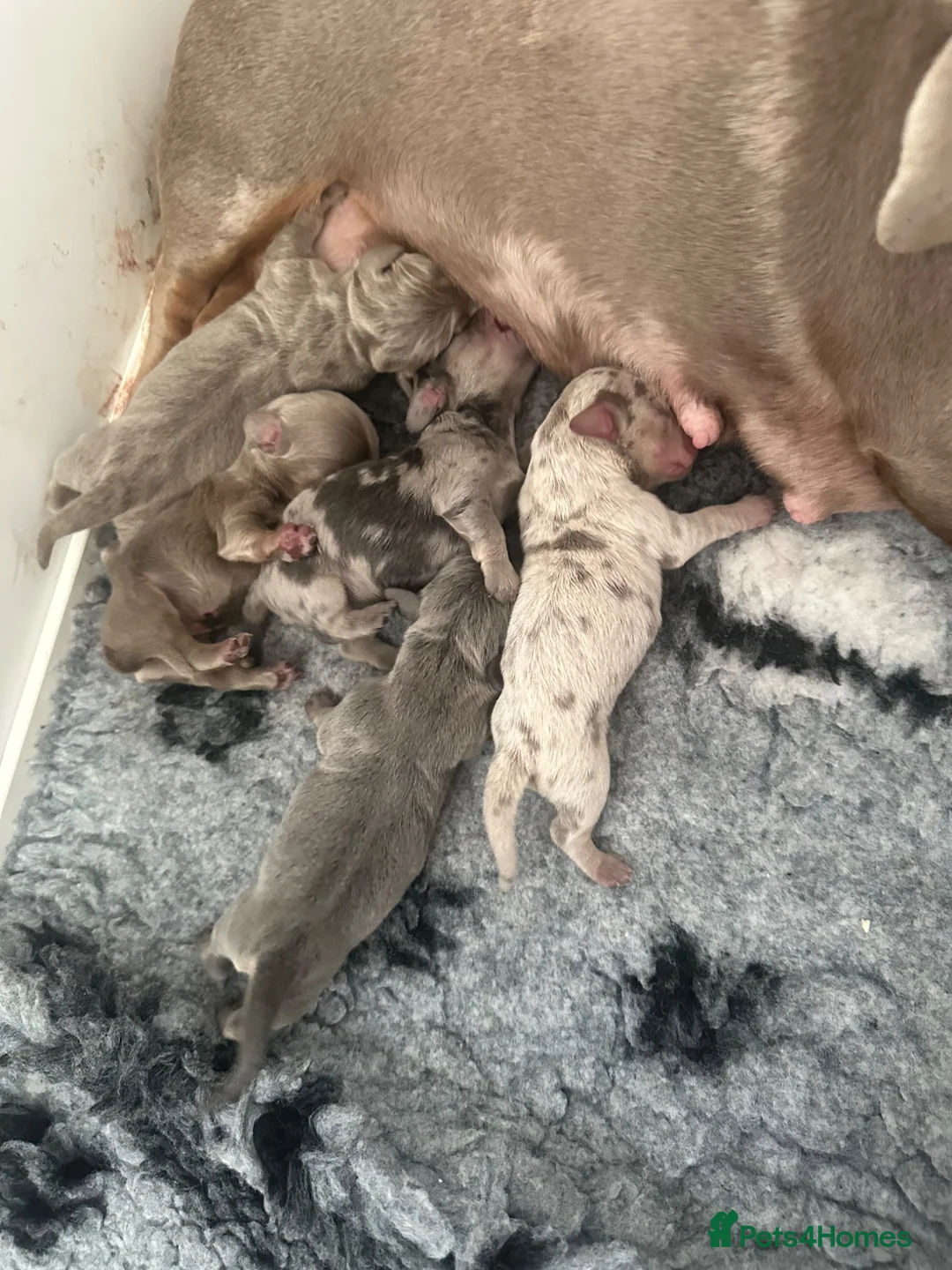 Miniature Dachshund dogs for sale: KC Registered Mini Dachshund (possible longhair)🤍 - Advert 5