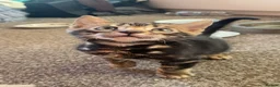 Bengal cats for sale: Gorgeous Bengal Kittens  - Advert 4