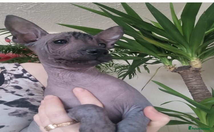 Mexican Hairless dogs - Advert 1