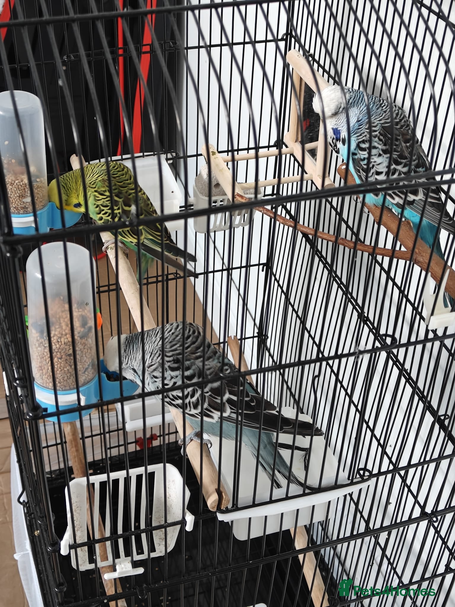 Budgerigars birds 3 Exhibition Budgies with cage & Accessories - Advert 1