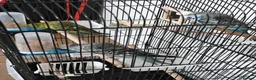 Budgerigars birds for sale: 3 Exhibition Budgies with cage & Accessories - Advert 1