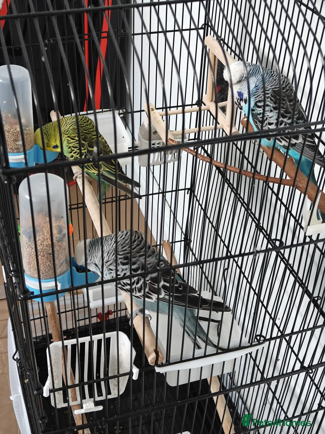 Budgerigars birds for sale: 3 Exhibition Budgies with cage & Accessories - Advert 1