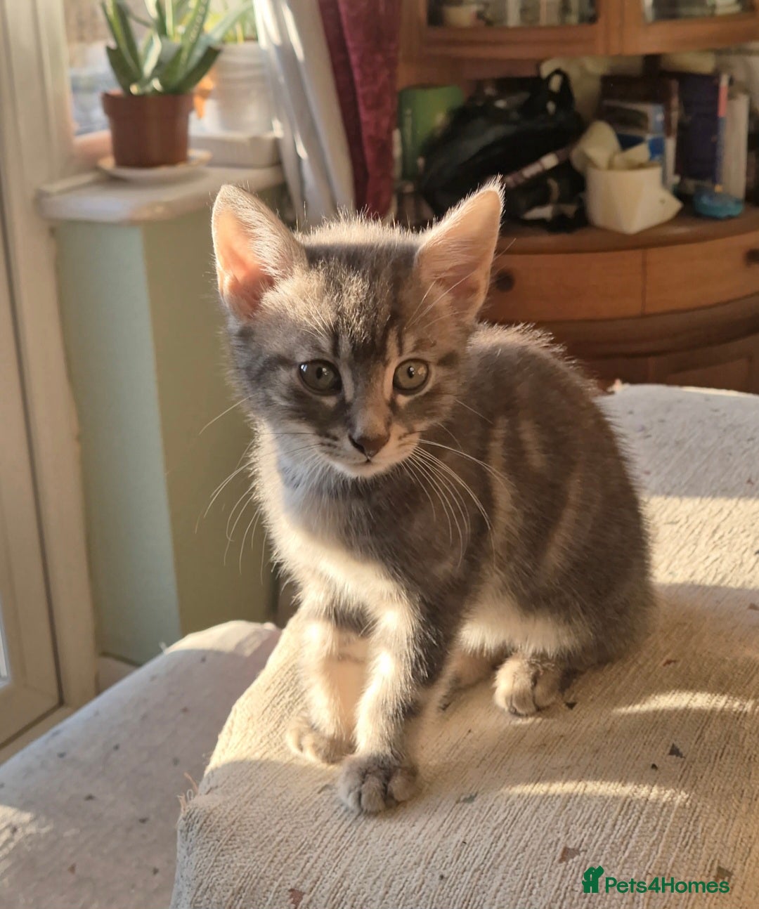 Mixed Breed cats for sale: Adorable 7 Mixed Breed Kittens 🐾 - Image 22