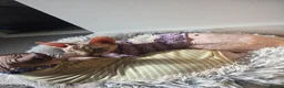 Sphynx cats for sale: Young Female Sphynx  - Advert 4
