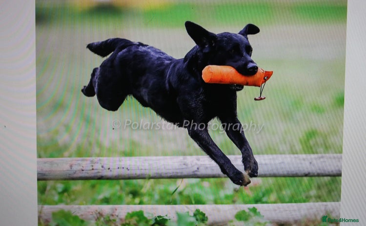 Labrador Retriever dogs - Advert 3