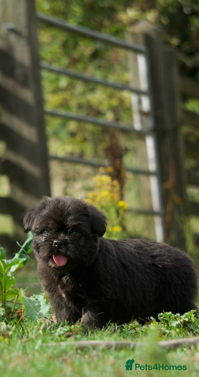 French Bulldog dogs Fluffy French Floodles  - Advert 3