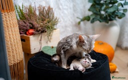 Abyssinian cats for sale: Silver Black Abyssinians-Champion TICA pedigree - Image 13