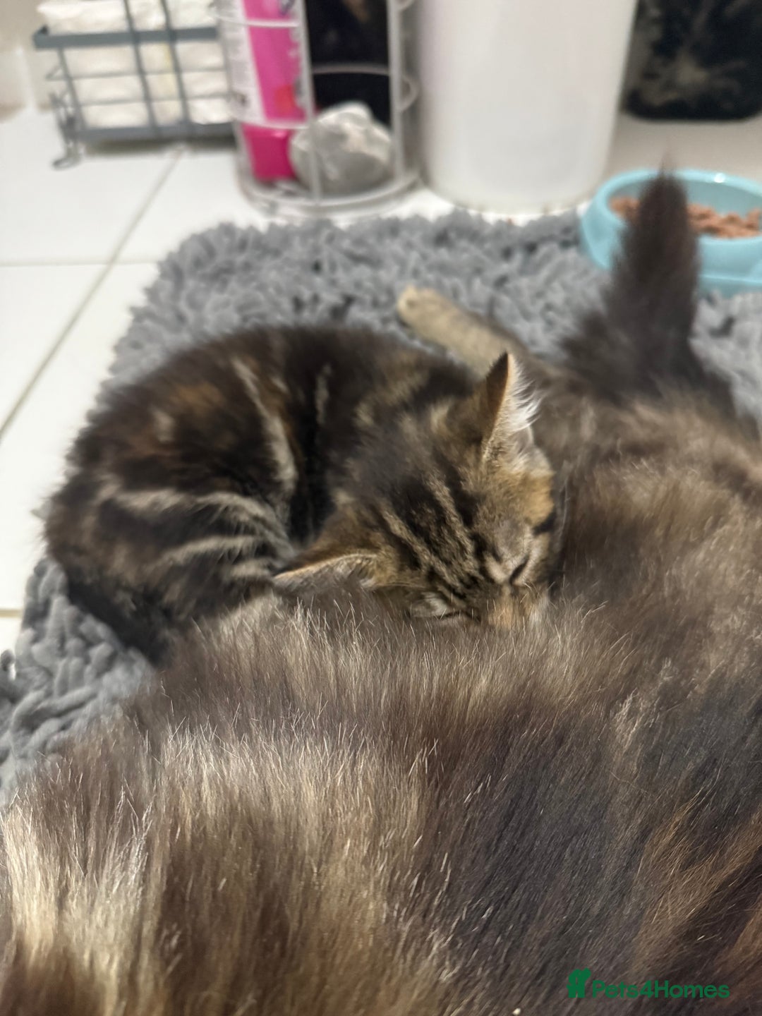 Domestic Shorthair cats for sale: Sweet little girl - Image 3