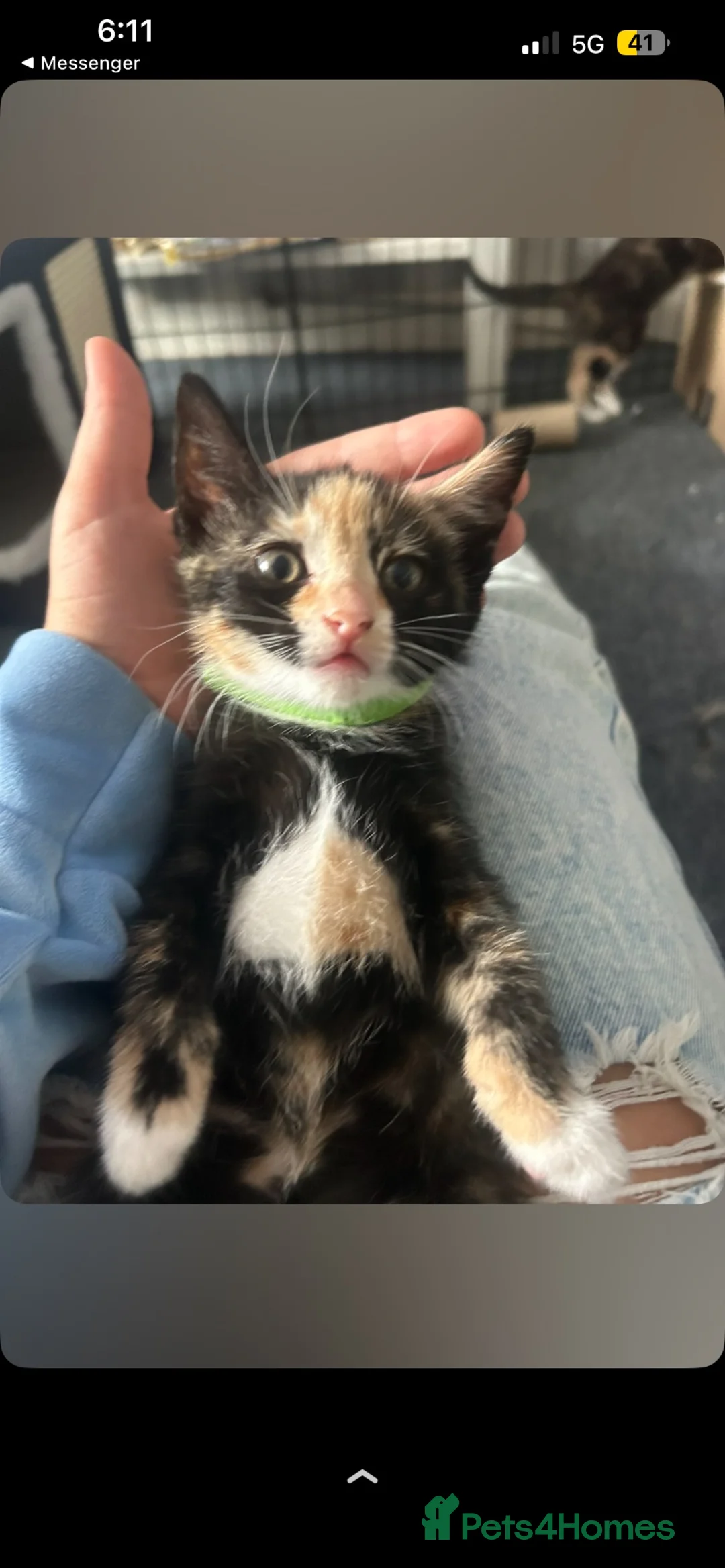 Mixed Breed cats for sale: OUR last beautiful fur baby 1 GIRL left - Advert 7
