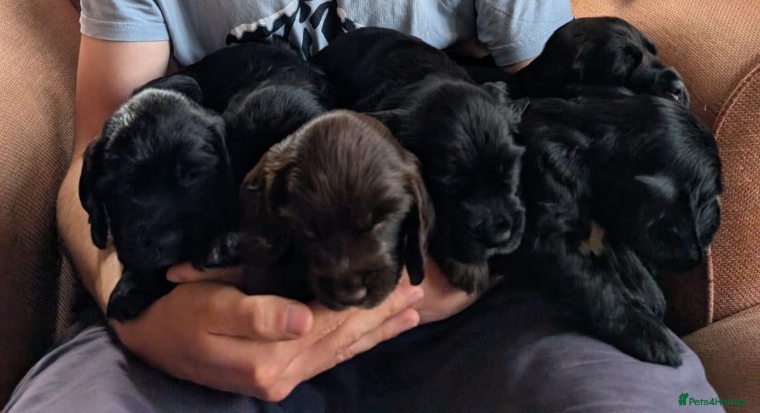 Sprocker dogs for sale: Sprocker puppies ready for new adventures! - Image 1