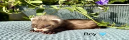 Ferret rodents for sale: Beautiful Kits  - Advert 5