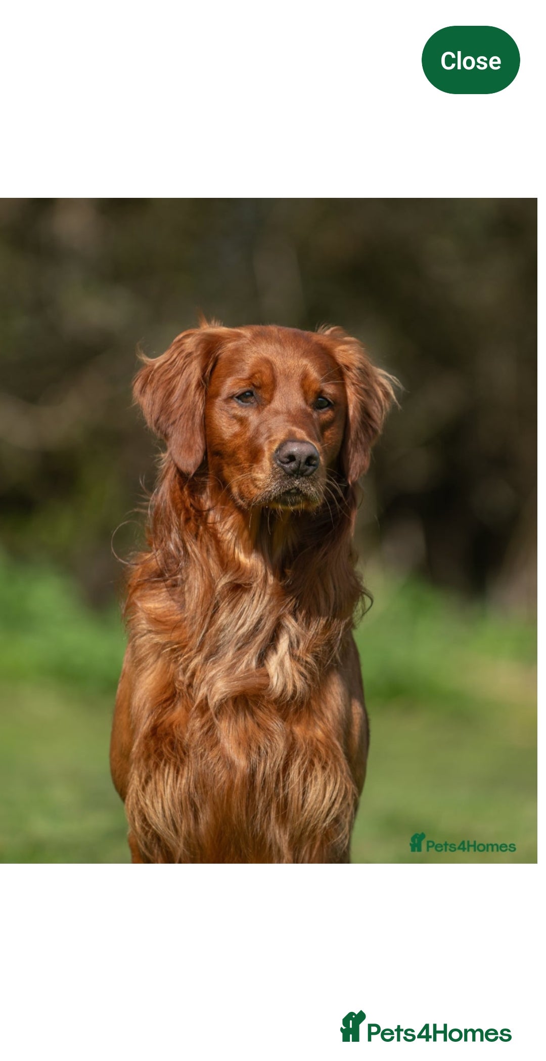 Goldendoodle dogs for sale: Fully Health Tested F1 Goldendoodles - Advert 27