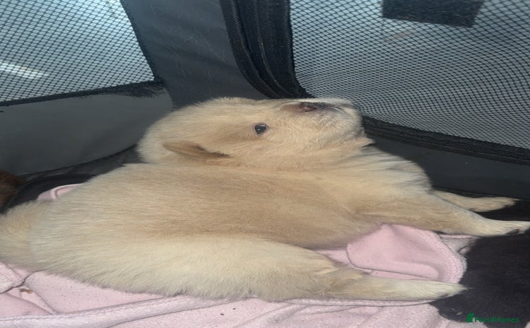 Chow Chow dogs - Advert 1