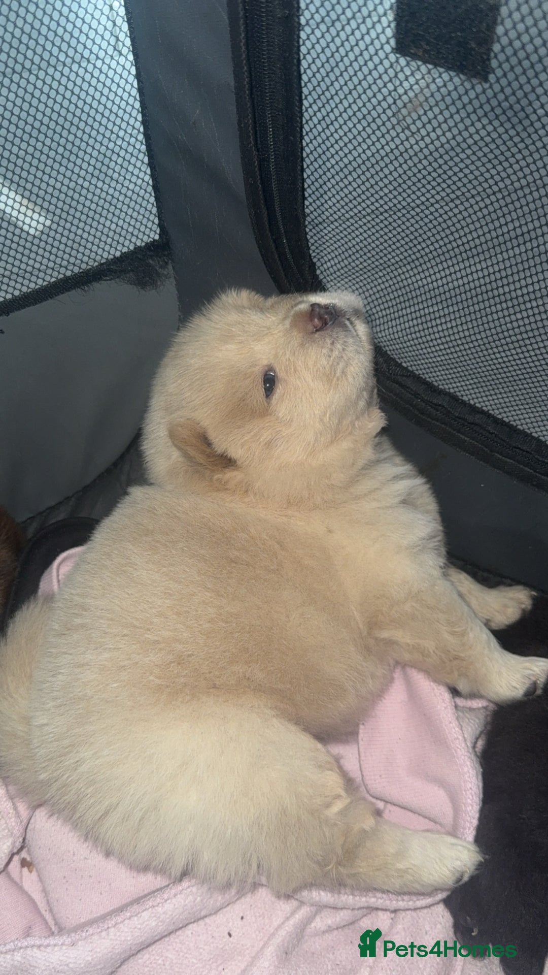 Chow Chow dogs for sale: Chow chow pups - Image 1