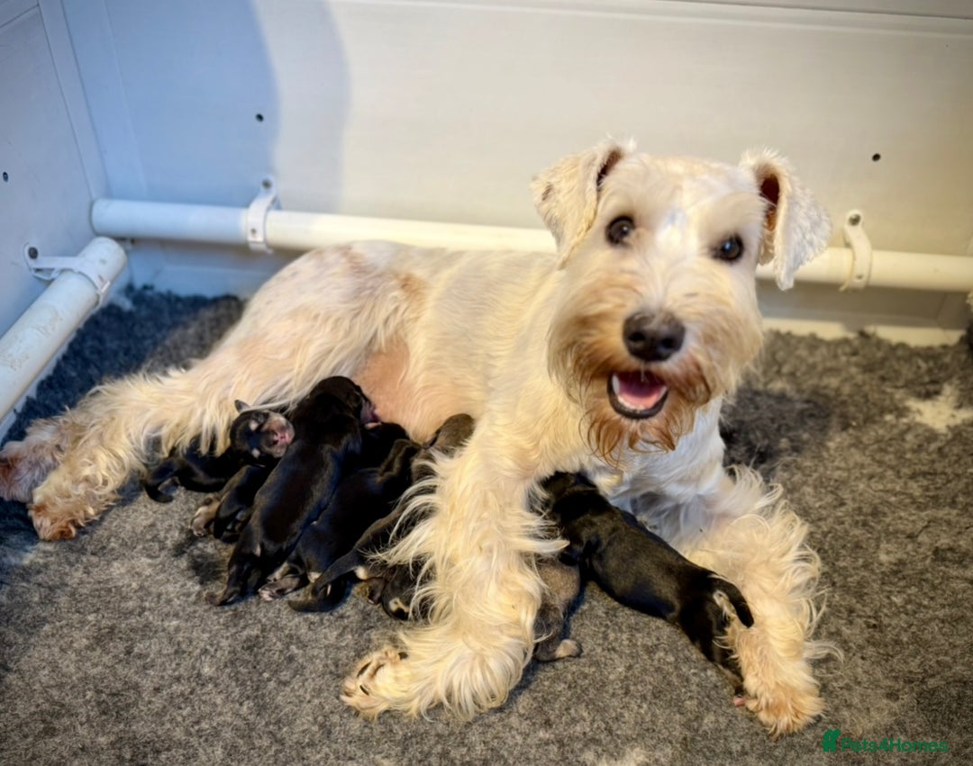 Miniature Schnauzer dogs for sale: ⭐️⭐️ ADORABLE MINI SCHNAUZER PUPS ⭐️⭐️ - Image 13