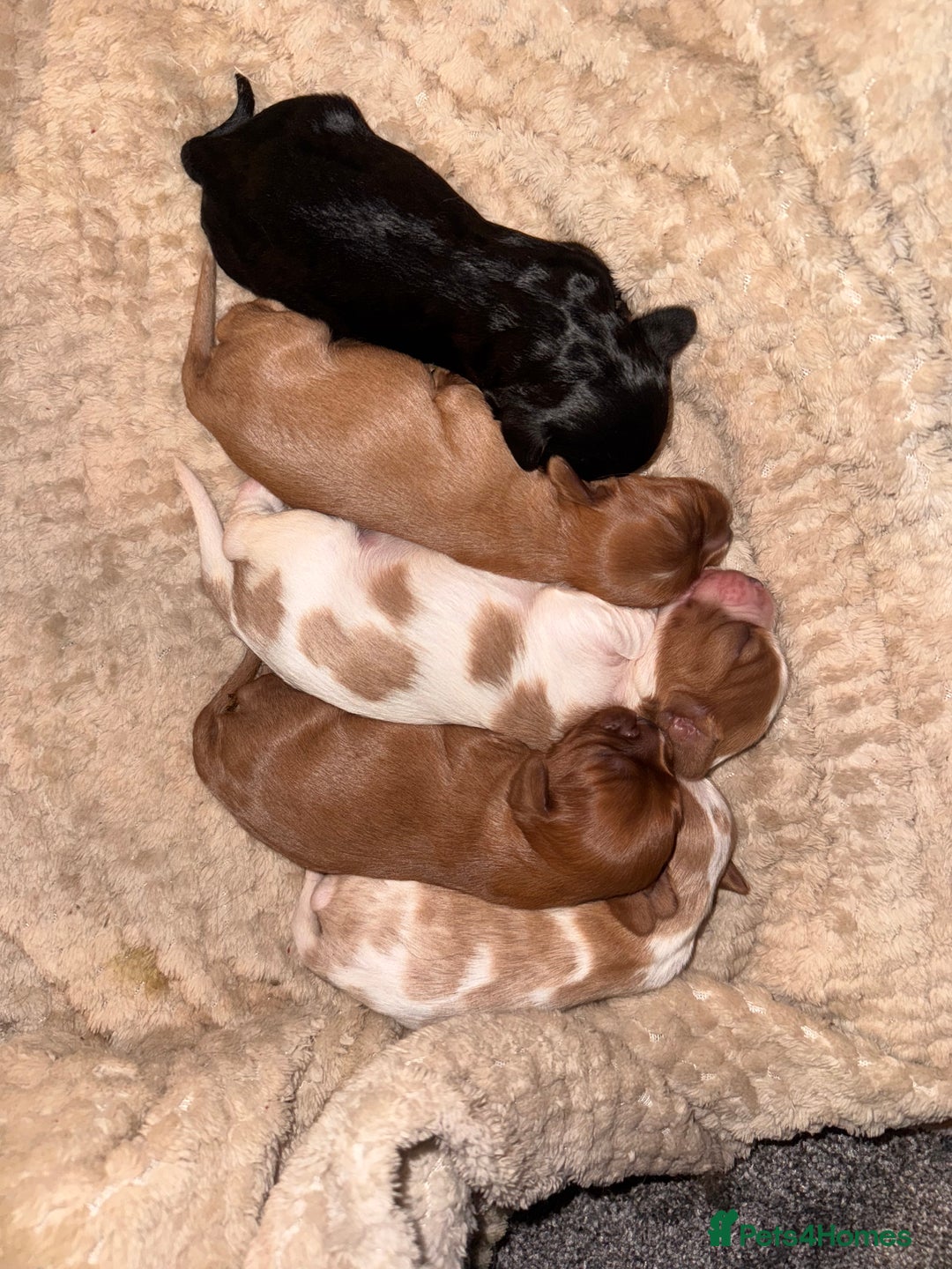 Cavalier King Charles Spaniel dogs for sale: Beautiful pups DNA HEALTH TESTED parents  - Advert 8