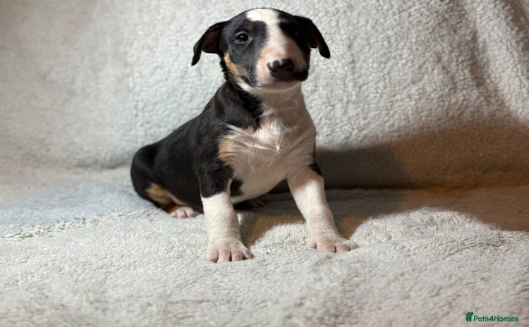 Bull Terrier dogs - Advert 1