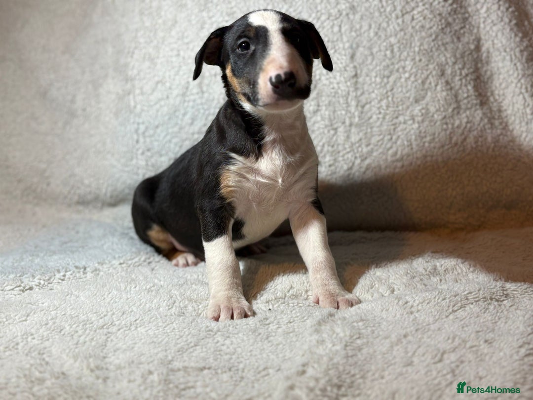 Bull Terrier dogs for sale: 💥 ENGLISH BULL TERRIERS   💥 - Image 1