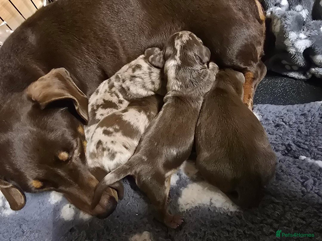 Miniature Dachshund dogs for sale: Miniature dashound - Advert 7