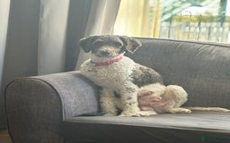 Sproodle dogs for sale: 2 choc girls left and 1 white & brown boy - Image 2