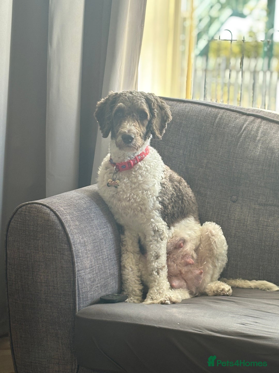 Sproodle dogs for sale: 2 choc girls left and 1 white & brown boy - Image 2