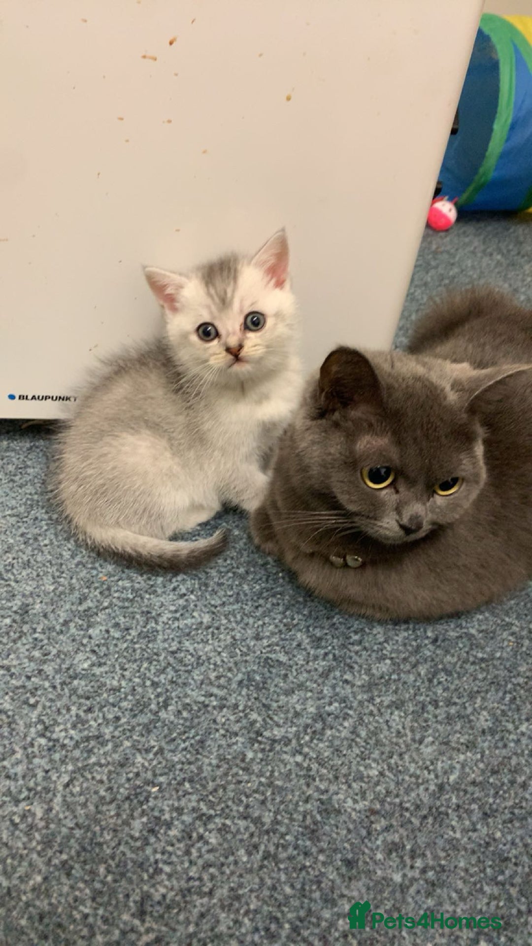 British Shorthair cats for sale: got 3 kittens for sale - Advert 3