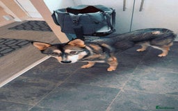 Pomsky dogs for sale: Pomsky make - Image 1