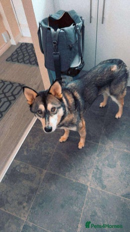 Pomsky dogs - Advert 1