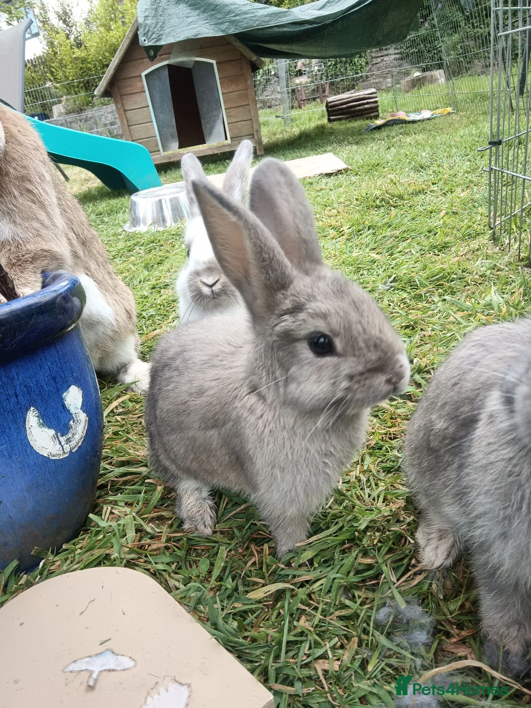 Mixed Breed rabbits for sale: Dwarf lop x English Stripe rabbits for sale in Swansea - Advert 1