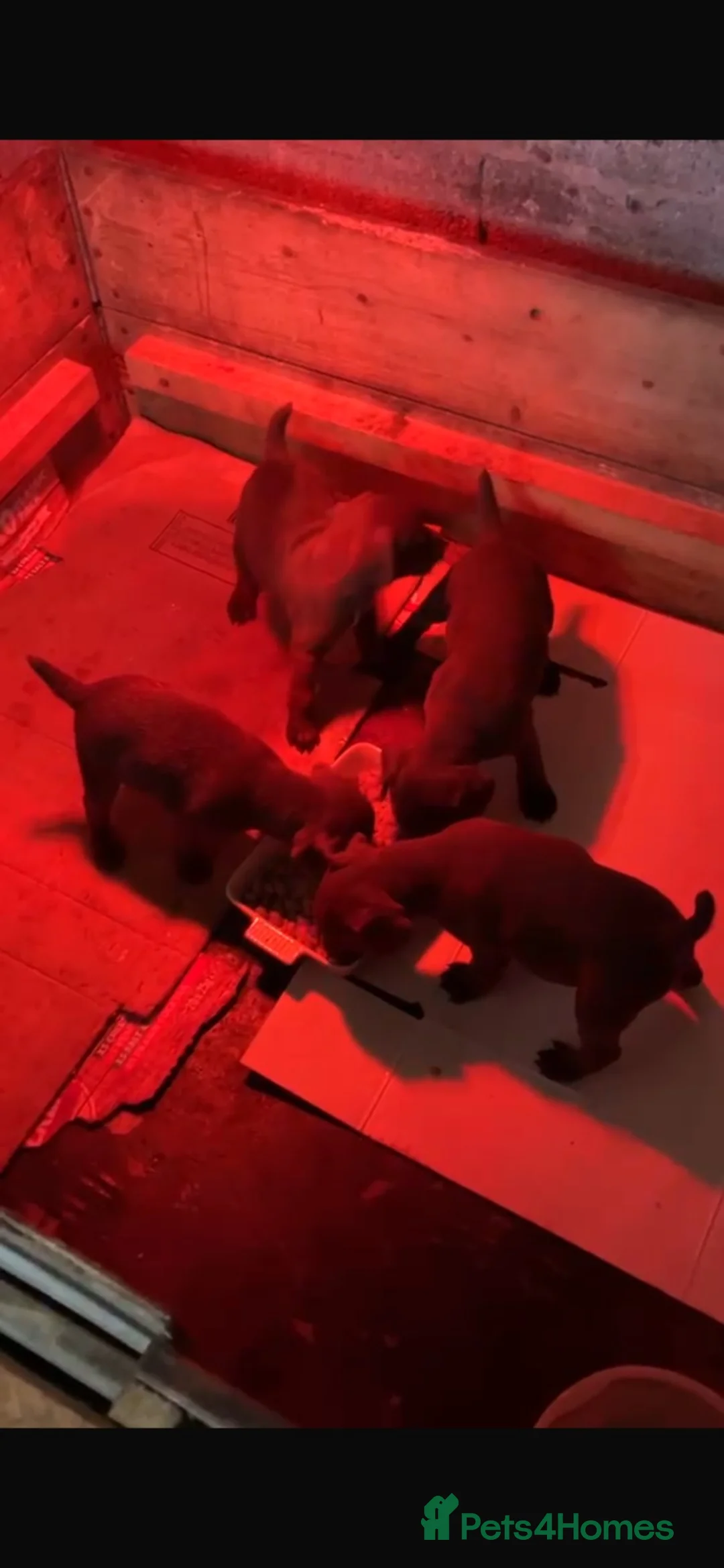 Patterdale Terrier dogs for sale: Red Patterdale Terriers  - Advert 2