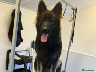 German Shepherd dogs Kc registered German shepherd - Advert 1