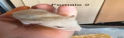 Rat rodents for sale: Mixed sex dwarf Dumbo Rats - Advert 15