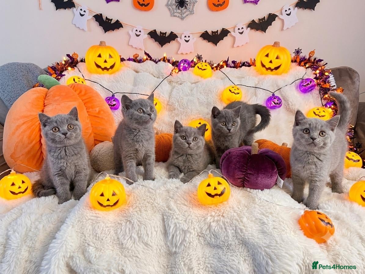 British Shorthair cats British shorthair kittens for sale  - Advert 7