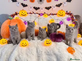 British Shorthair cats British shorthair kittens for sale - Advert 7