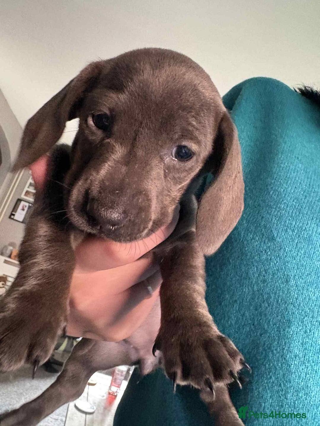 Dachshund dogs for sale: Miniature Dachshund  - Image 2