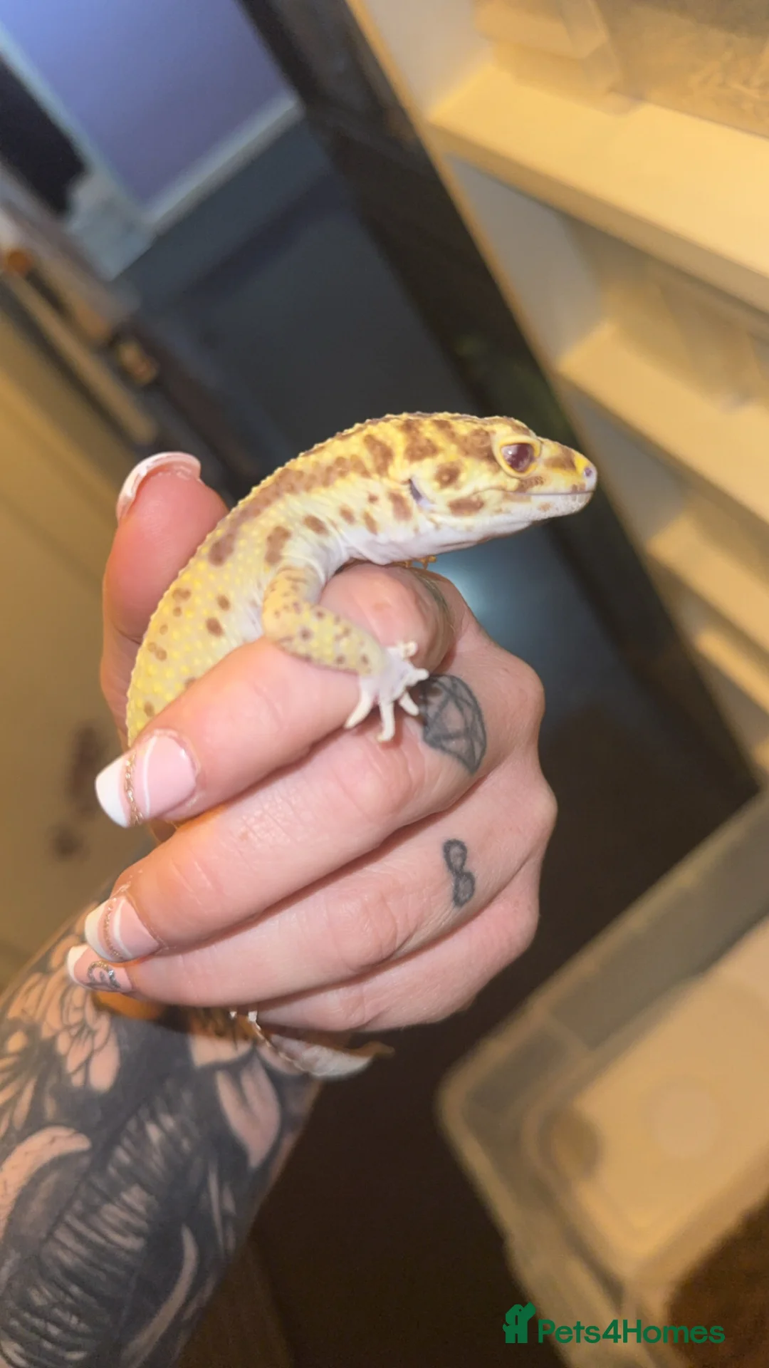 Leopard Gecko reptiles for sale: Male Radar Leopard Gecko - Advert 1