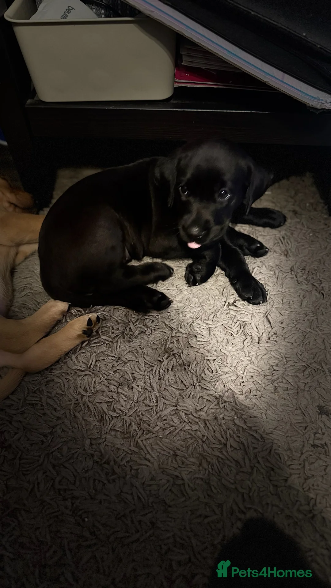 Labrador Retriever dogs for sale: Beautiful Chunky Labrador Puppies  in Alfreton - Advert 3