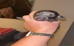 Miniature Dachshund dogs for sale: Stunning miniature dachshund puppies  - Image 4