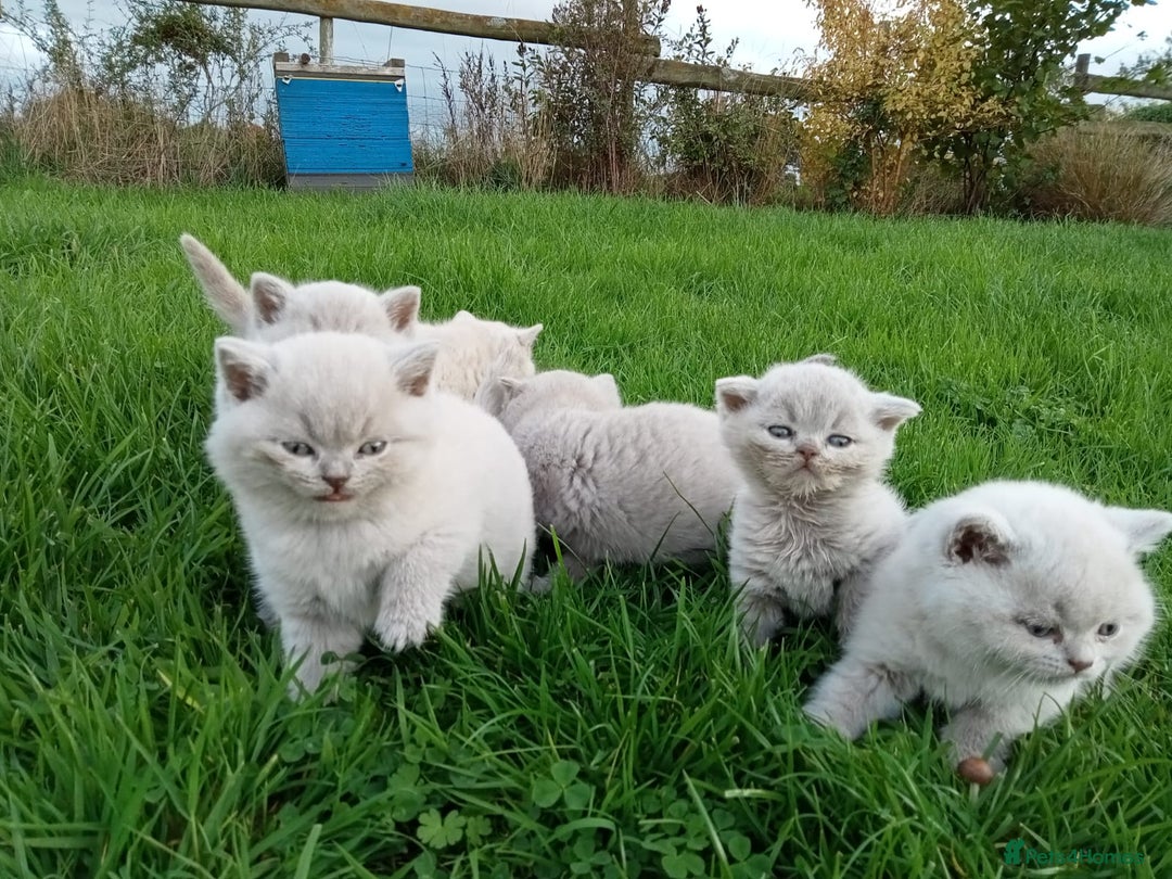 British Shorthair cats for sale: BSH lilac boys and girls, GCCF registered  - Image 18