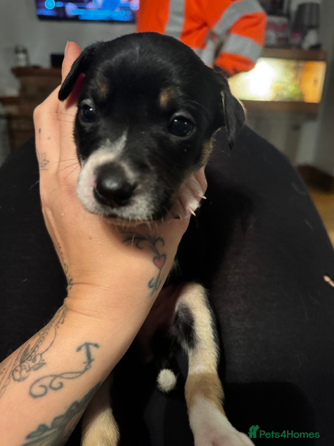 Mixed Breed dogs for sale: Pups for sale  - Advert 34