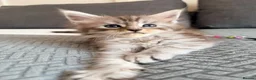 Maine Coon cats for sale: Champions- Bloodline Purebred Maine Coon Kittens - Advert 6