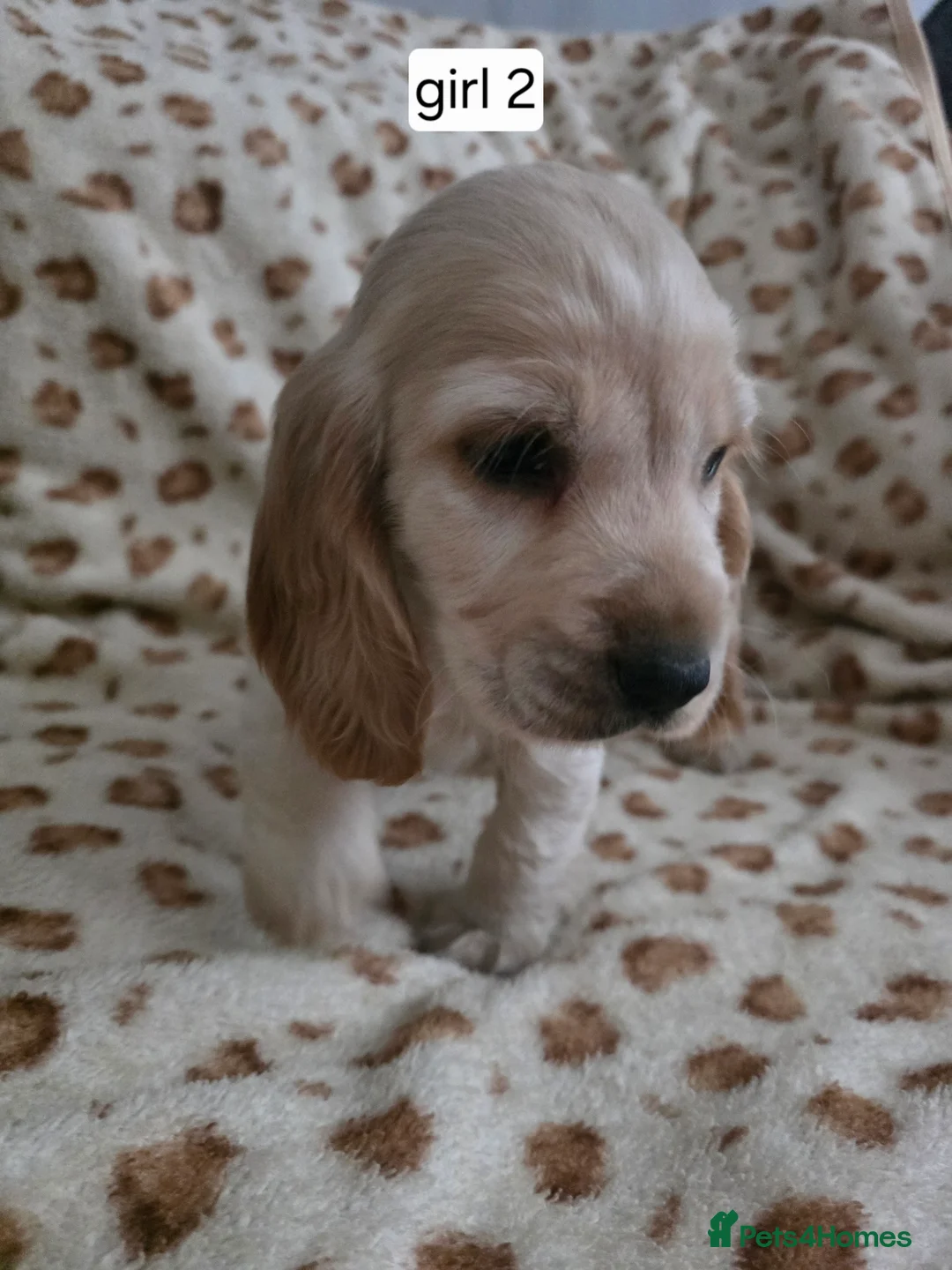 Cocker Spaniel dogs for sale: Show cocker spaniel puppies - Advert 8