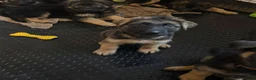 German Shepherd dogs for sale: 1 BOY LEFT!!!!!!Ready to go to new family  - Advert 6