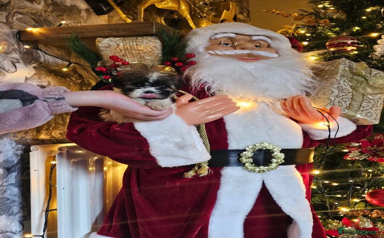 Shih Tzu dogs - Advert 4