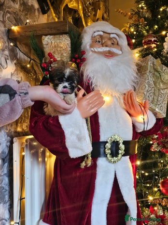 Shih Tzu dogs - Advert 4