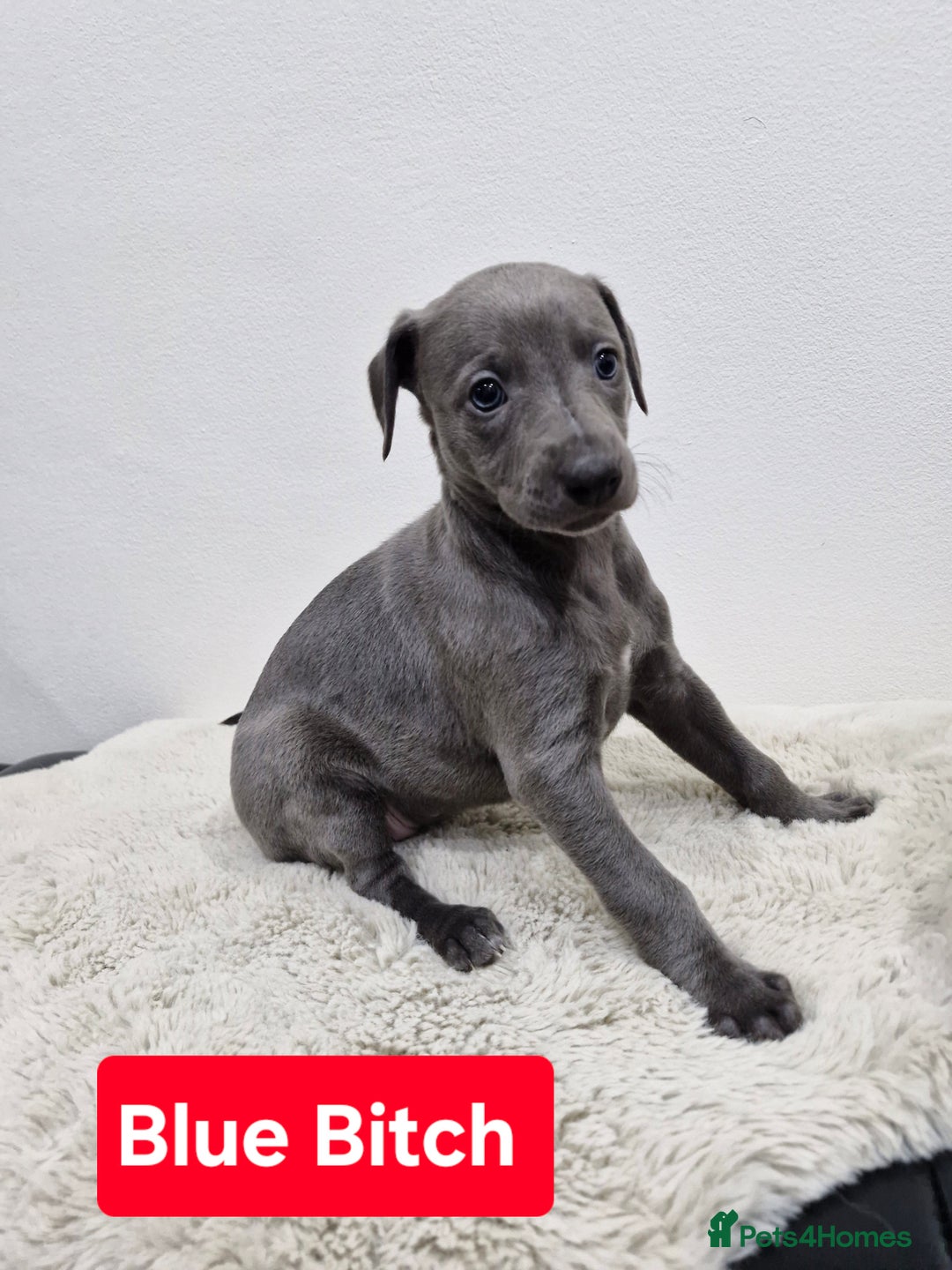 Whippet dogs for sale: KC Reg Whippet Puppies for sale  - Advert 1