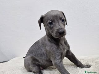 Whippet dogs KC Reg Whippet Puppies for sale - Advert 5