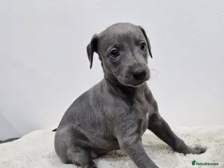 Whippet dogs KC Reg Whippet Puppies for sale - Advert 2