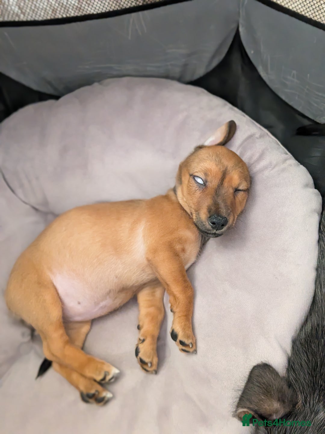 Mixed Breed dogs for sale: Dorkie pups chorkie x dachshund  in Bridgwater - Image 12